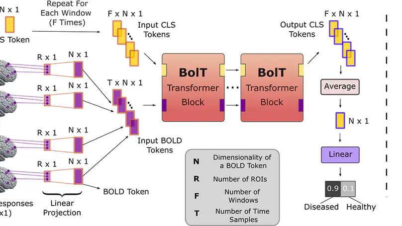 BolT: Fused window transformers for fMRI time series analysis